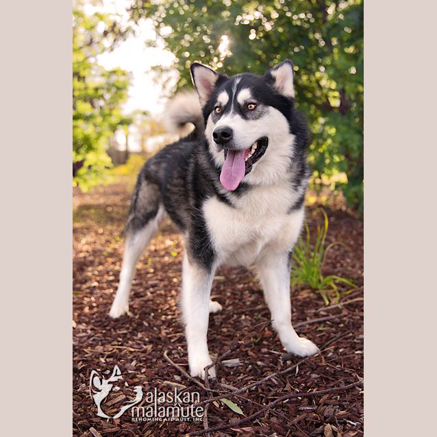 Photo of Nahla