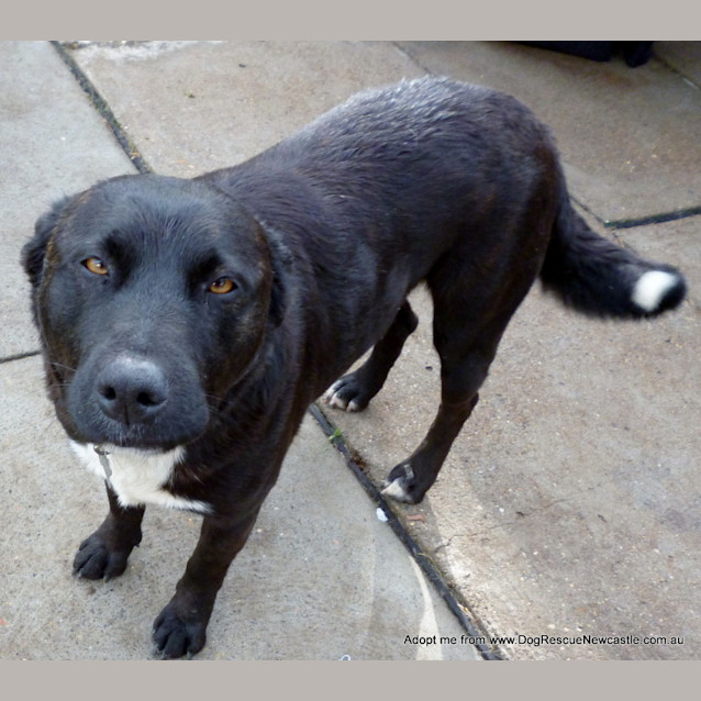 Photo of Bundy (On Trial 5/10/14) ~ Border Collie X
