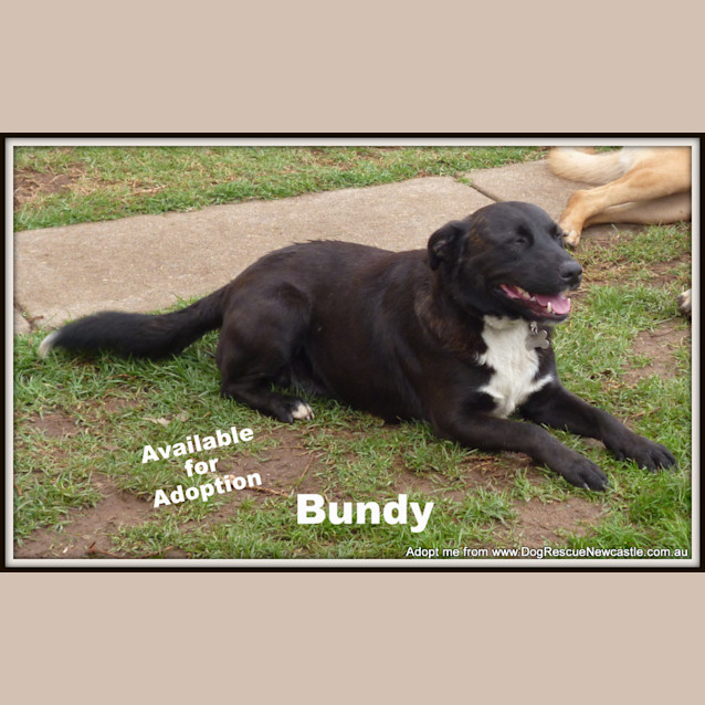 Photo of Bundy (On Trial 5/10/14) ~ Border Collie X