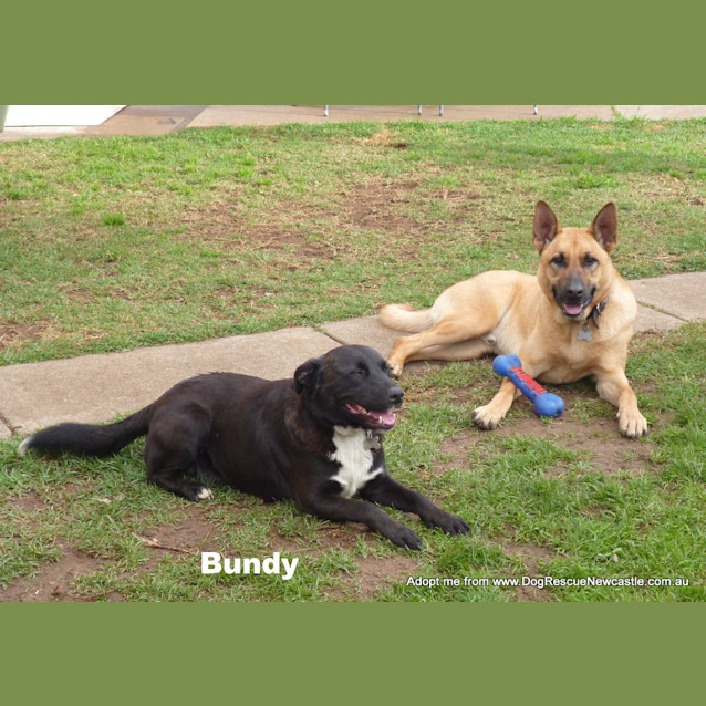 Photo of Bundy (On Trial 5/10/14) ~ Border Collie X