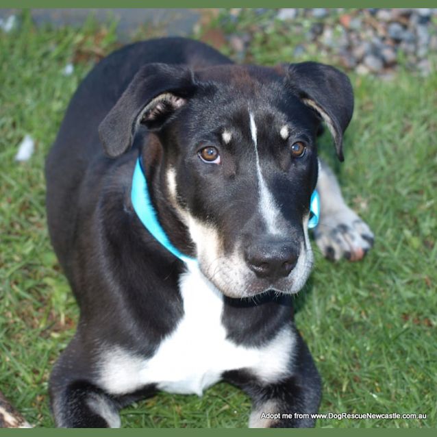 Photo of Nixon (On Hold Pending Adopt)~ Bull Arab X