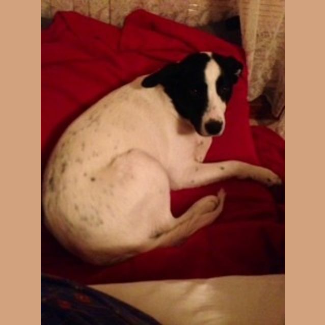 Photo of Rosie