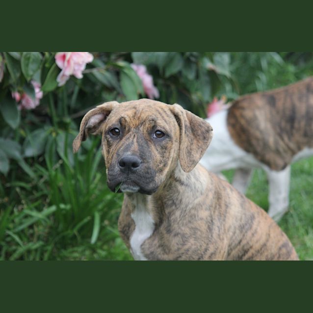 Photo of Dexter