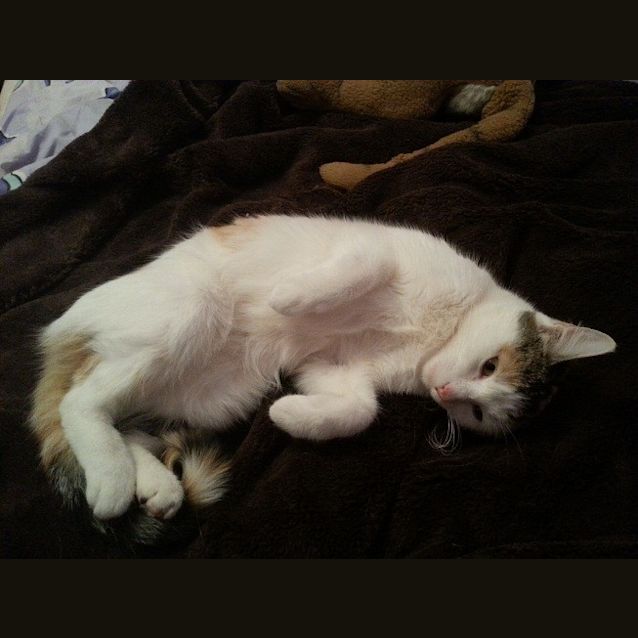 Photo of Abby (The Pet House, Erina Fair)