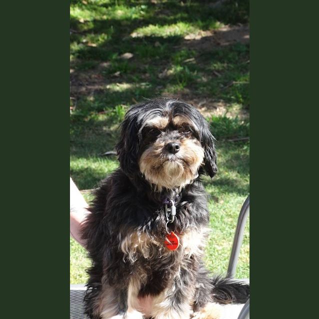 Photo of Ebony