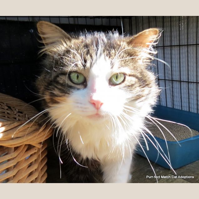 Photo of "Diesel" Purrfect Match