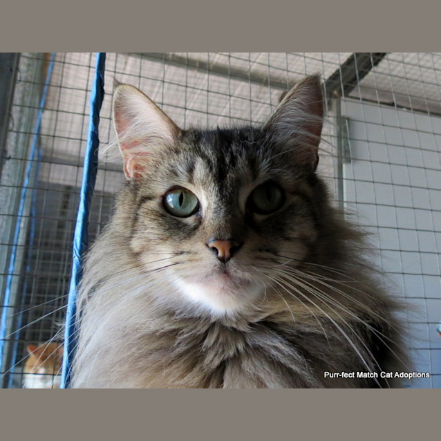 Photo of "Annabelle" $49   Purrfect Match