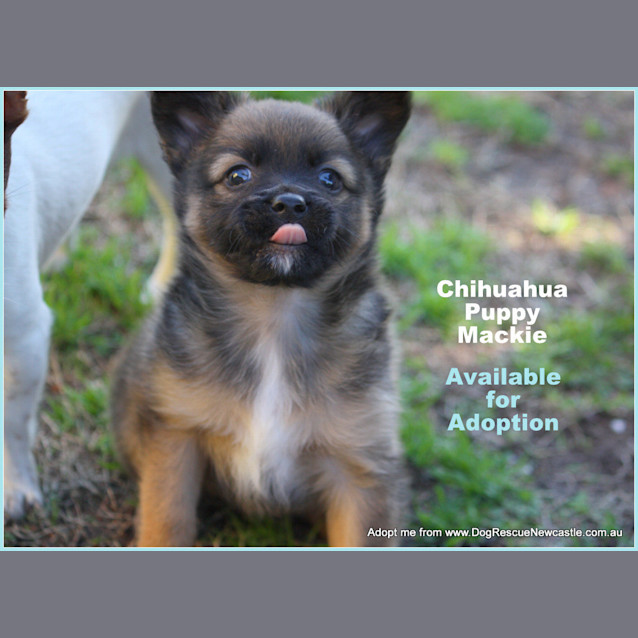 Photo of Puppy Mackie (On Trial 4/10/14)