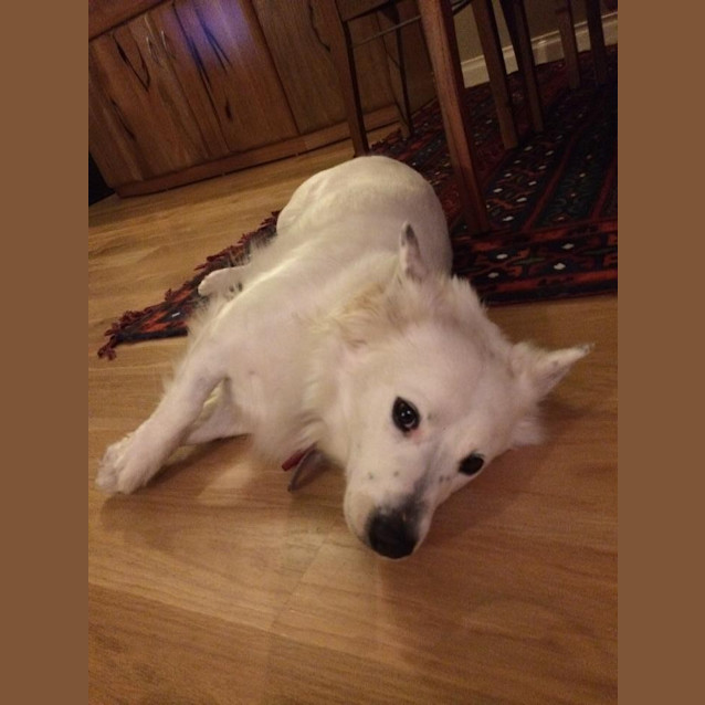 Photo of Sadie Dl637