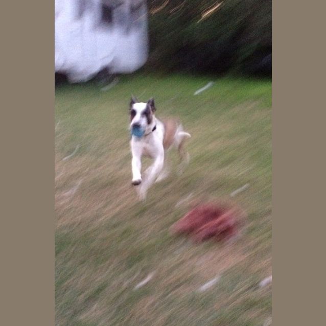 Photo of Stella