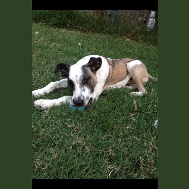 Photo of Stella