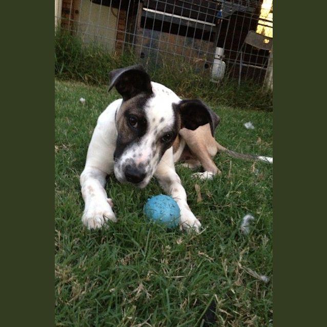 Photo of Stella