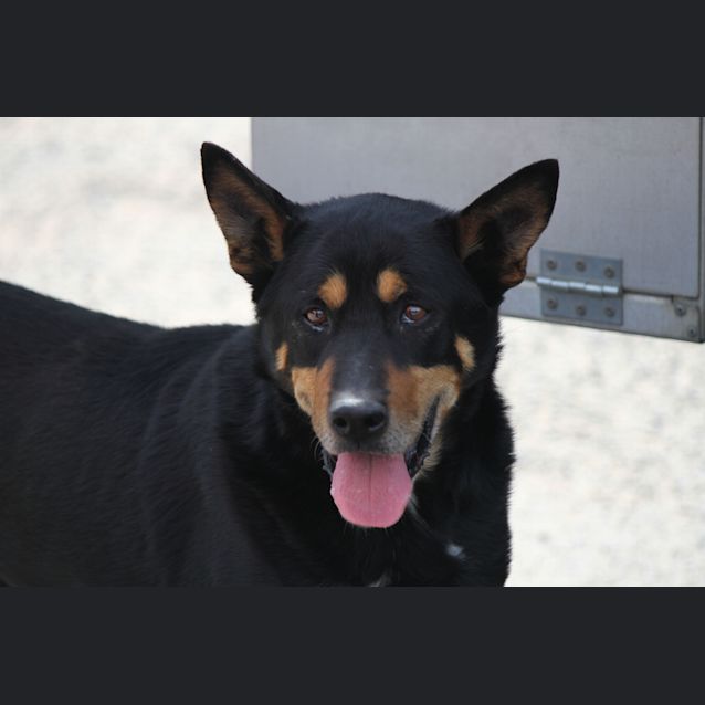 Photo of Sam The Retiring Kelpie