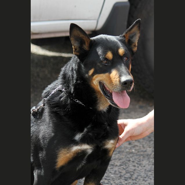 Photo of Sam The Retiring Kelpie