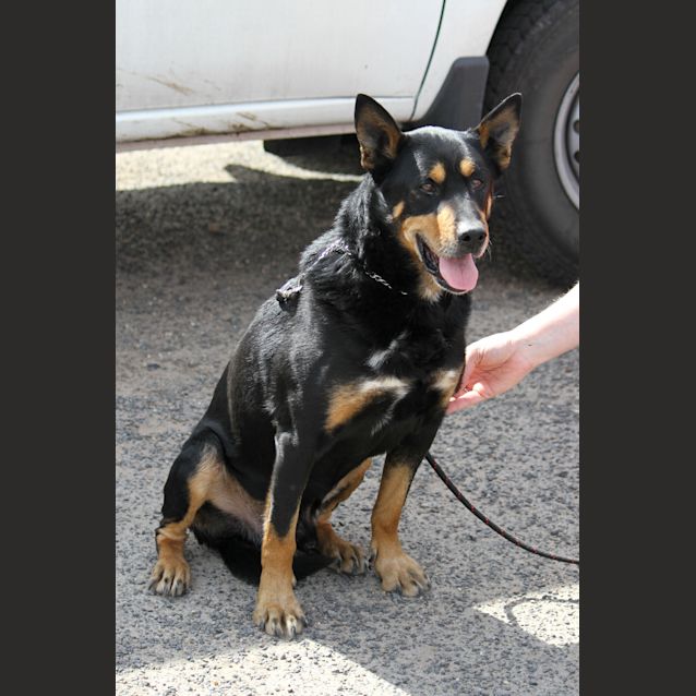 Photo of Sam The Retiring Kelpie