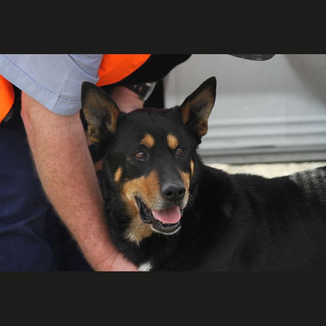 Photo of Sam The Retiring Kelpie