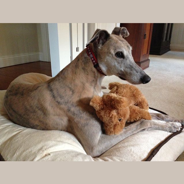 Photo of Action "Alyce".  Brisbane Based