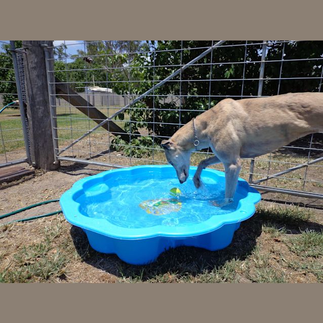 Photo of Action "Alyce".  Brisbane Based