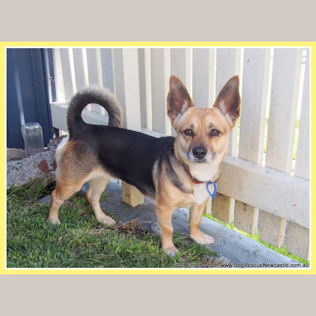 Photo of Phoebe (On Trial 27/9/14) ~ Corgi X Mini Foxy