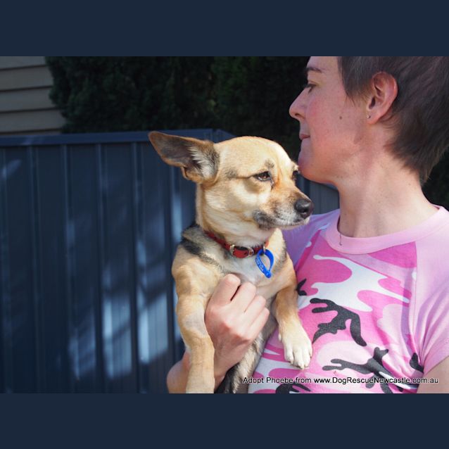 Photo of Phoebe (On Trial 27/9/14) ~ Corgi X Mini Foxy