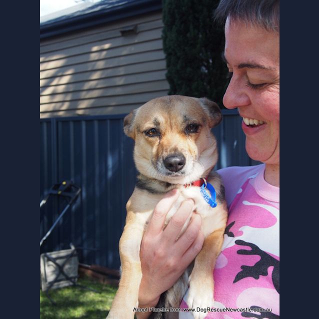 Photo of Phoebe (On Trial 27/9/14) ~ Corgi X Mini Foxy