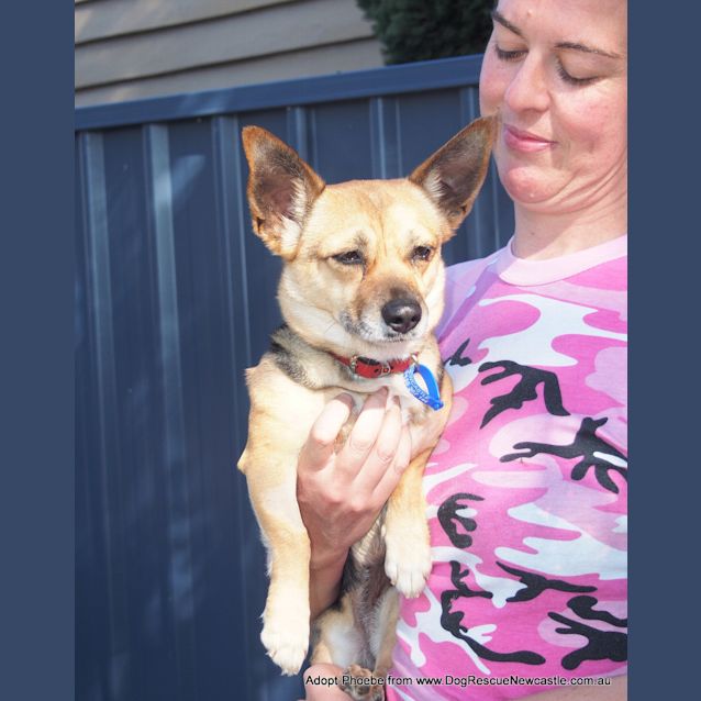 Photo of Phoebe (On Trial 27/9/14) ~ Corgi X Mini Foxy