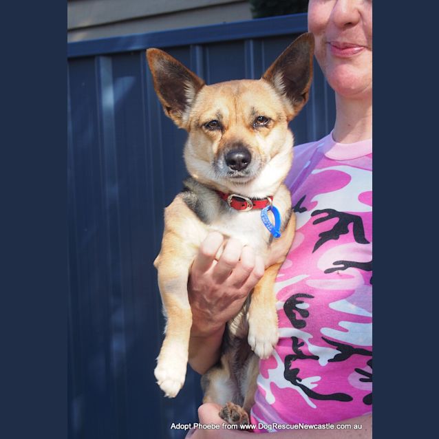 Photo of Phoebe (On Trial 27/9/14) ~ Corgi X Mini Foxy