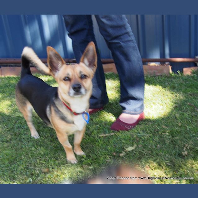 Photo of Phoebe (On Trial 27/9/14) ~ Corgi X Mini Foxy