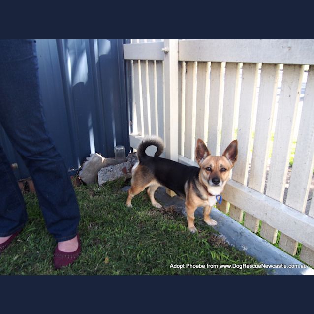 Photo of Phoebe (On Trial 27/9/14) ~ Corgi X Mini Foxy