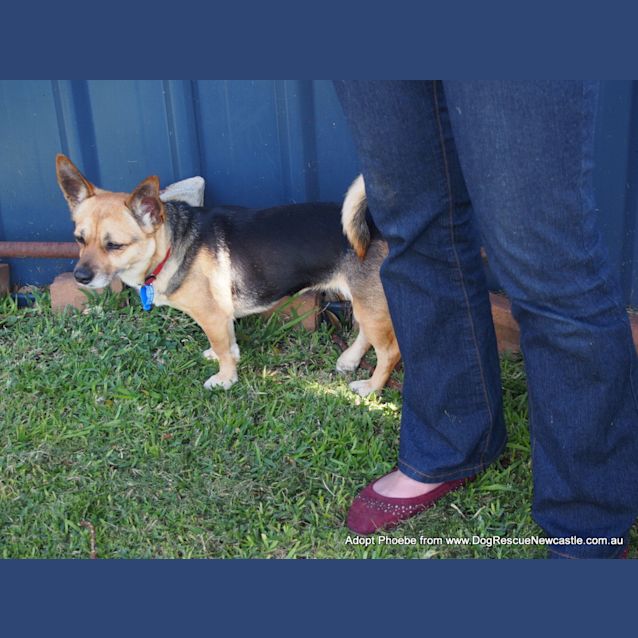 Photo of Phoebe (On Trial 27/9/14) ~ Corgi X Mini Foxy