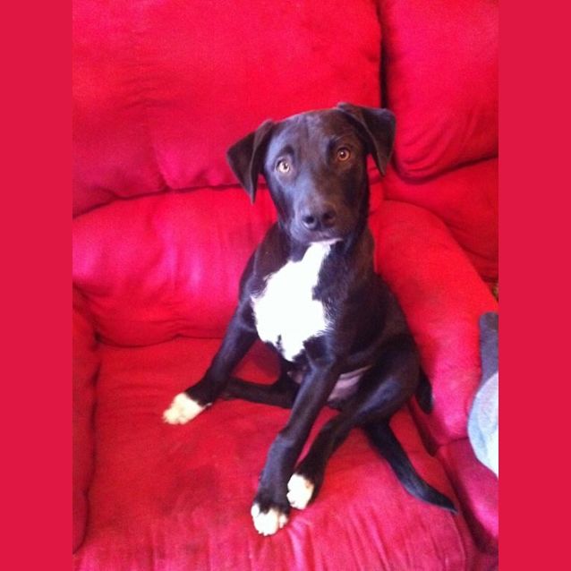 Photo of Tazzie