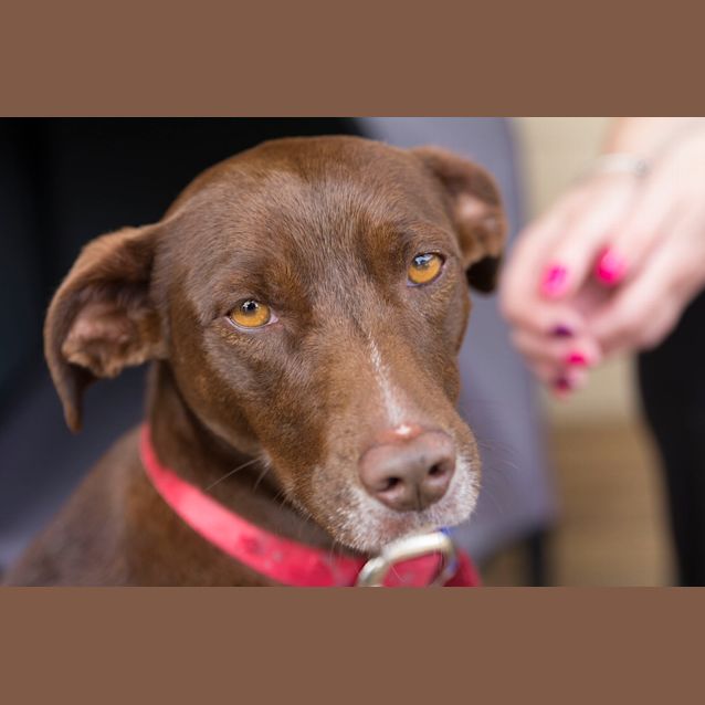 Photo of Jessie (On Trial 10/10/14) ~ Red Kelpie