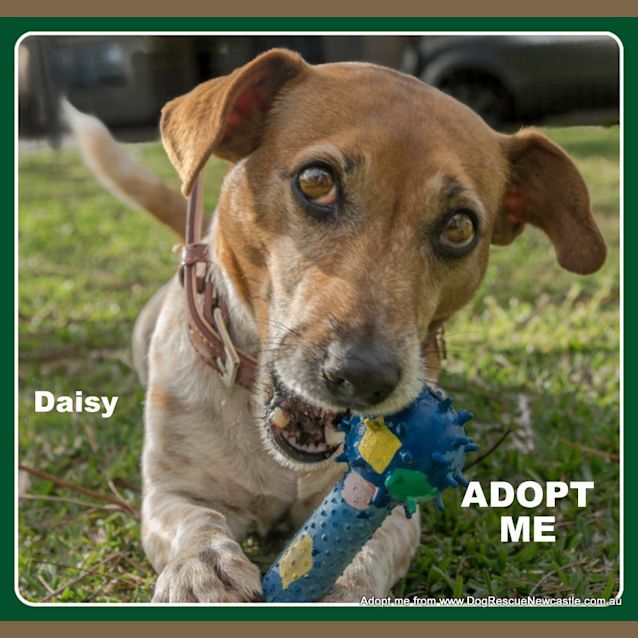 Photo of Daisy ~ Jack Russell (On Trial 29/9/14)