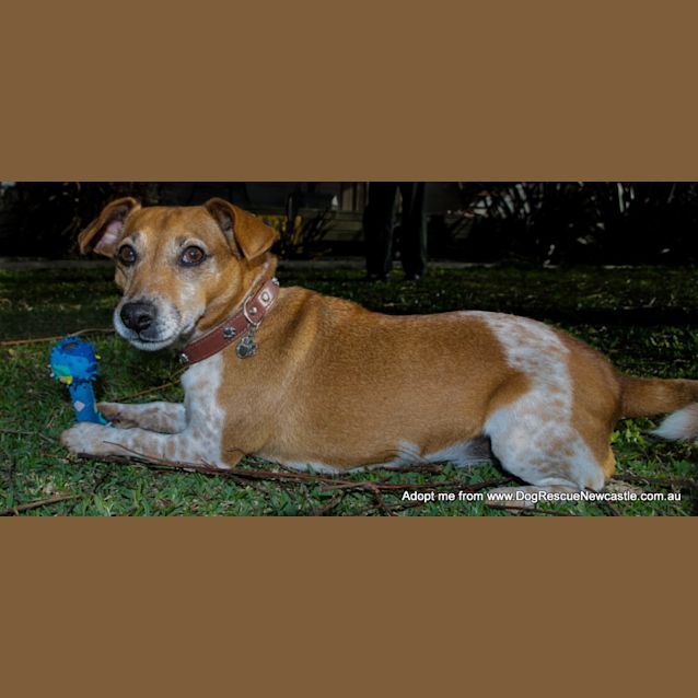 Photo of Daisy ~ Jack Russell (On Trial 29/9/14)