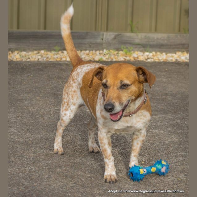Photo of Daisy ~ Jack Russell (On Trial 29/9/14)