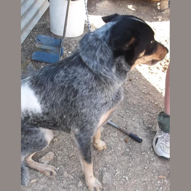 Photo of Maggie (Adoption Pending)