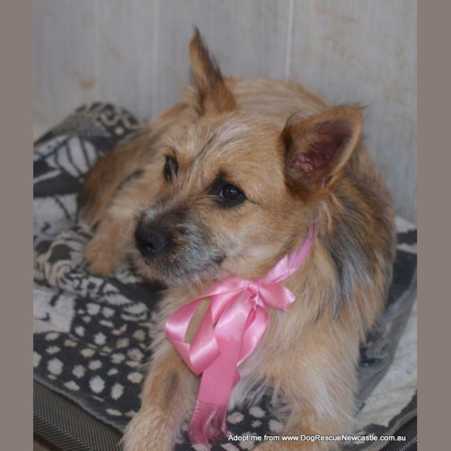 Photo of Cherry Pie (On Trial 27/12/14) ~ Cattle Dog X  Jrt