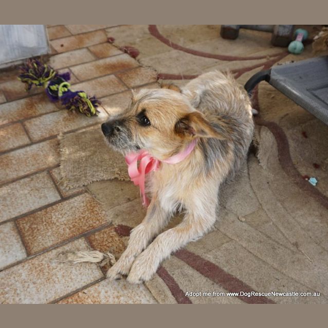Photo of Cherry Pie (On Trial 27/12/14) ~ Cattle Dog X  Jrt