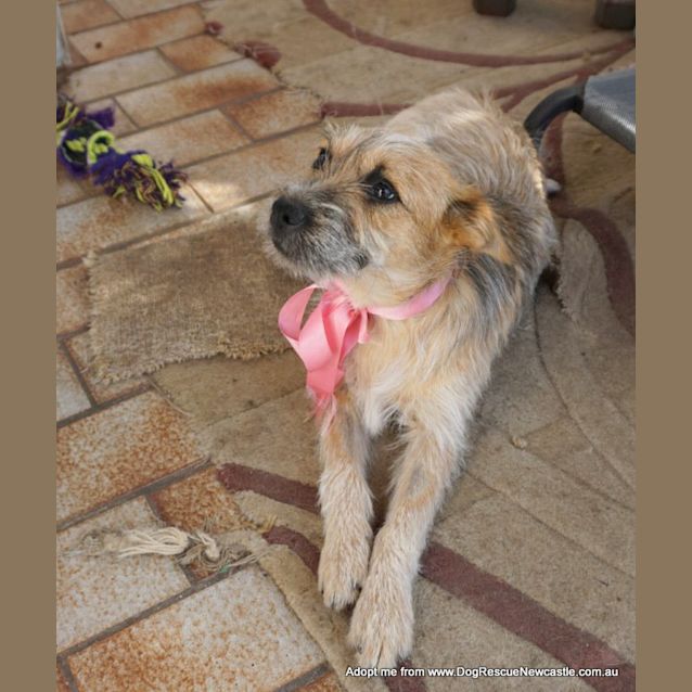 Photo of Cherry Pie (On Trial 27/12/14) ~ Cattle Dog X  Jrt