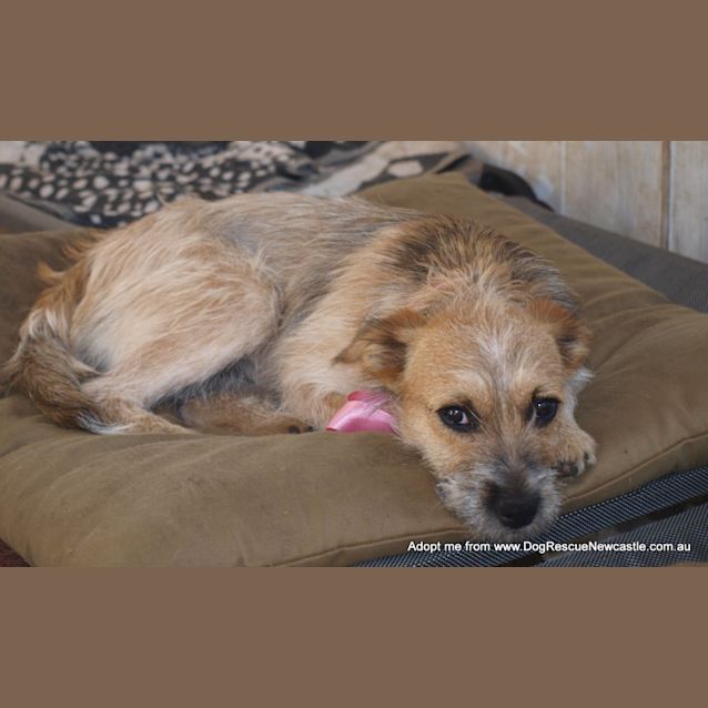 Photo of Cherry Pie (On Trial 27/12/14) ~ Cattle Dog X  Jrt