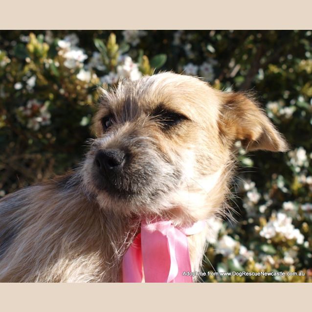 Photo of Cherry Pie (On Trial 27/12/14) ~ Cattle Dog X  Jrt