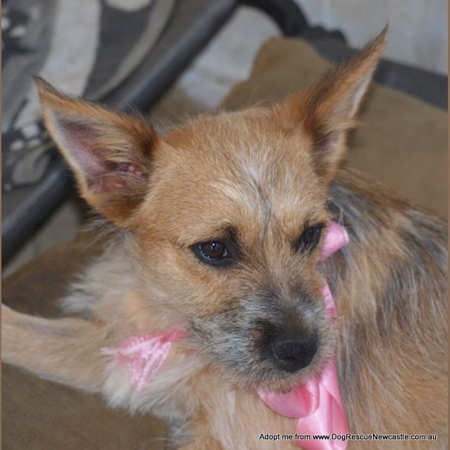 Photo of Cherry Pie (On Trial 27/12/14) ~ Cattle Dog X  Jrt