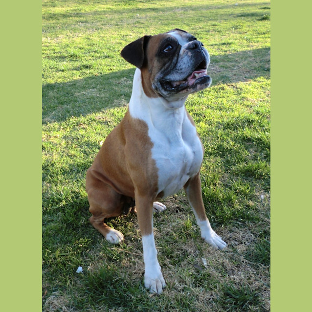 Photo of Roxy *On Trial In Her New Home*