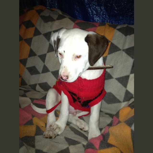 Photo of Buddy