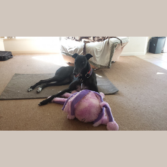 Photo of Our Very Special "Storm". Brisbane