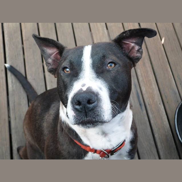 Photo of Stella (Adoption Pending)