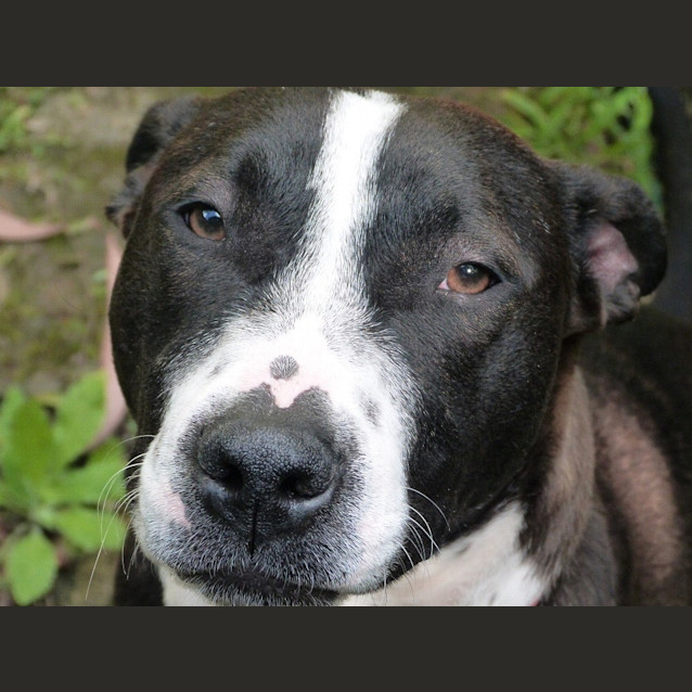 Photo of Stella (Adoption Pending)