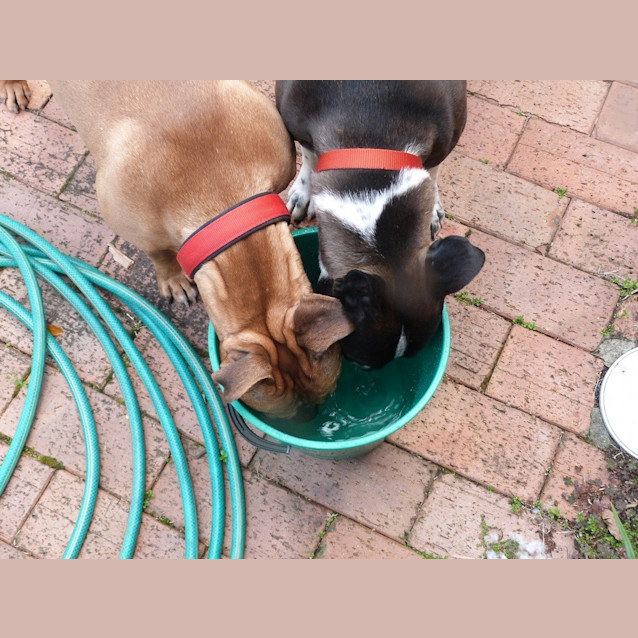 Photo of Stella (Adoption Pending)