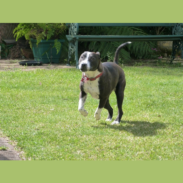 Photo of Stella (Adoption Pending)