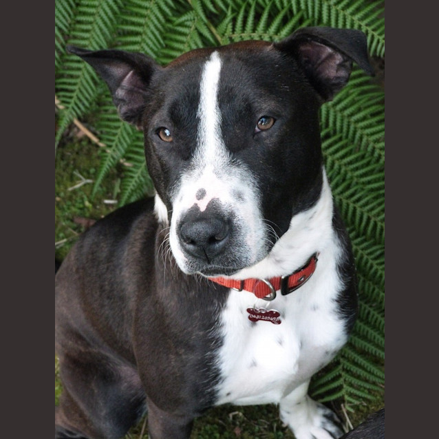 Photo of Stella (Adoption Pending)